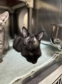 Po -  Domestic Short Hair Cat for Adoption in Montreal, Quebec - Po | PetCurious