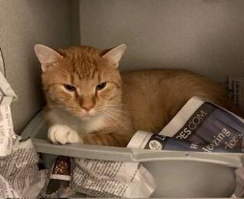 Rescue Domestic Short Hair Cats for Adoption in Mason City, Iowa - Cecil | PetCurious