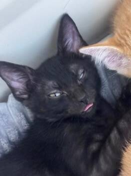 Landmine -  Domestic Short Hair Cat for Adoption in San Antonio, Texas - Landmine | PetCurious