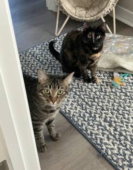 Rescue Tortoiseshell Cats for Adoption in Gilbert, Arizona - Shelly & Vinny | PetCurious
