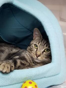 Rescue Domestic Short Hair Cats for Adoption in Kingston, New York - Bob | PetCurious