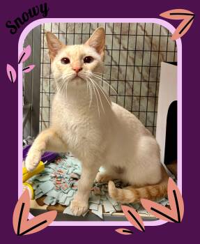 Rescue Siamese Cats for Adoption in Providence, Rhode Island - Snowy | PetCurious