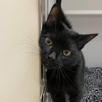 Domestic Short Hair Cats Available for Adoption - Silverton | PetCurious