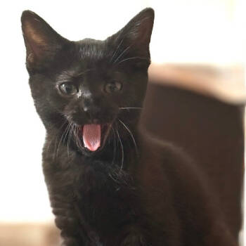 Rescue Domestic Short Hair Cats for Adoption in Los Angeles, California - Piston | PetCurious