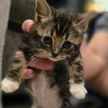 Kira -  Domestic Long Hair Cat Available for Adoption in Talent, Oregon - Kira | PetCurious