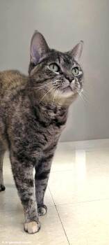 Bambi -  Domestic Short Hair Cat for Adoption in Red Wing, Minnesota - Bambi | PetCurious