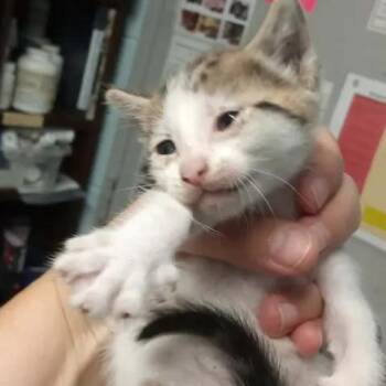 BAC-Stray-141856 -  Domestic Short Hair Cat for Adoption in Beaumont, Texas - BAC-Stray-141856 | PetCurious