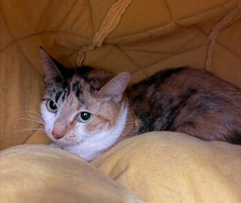 Princess Peach / Autumn -  Domestic Short Hair Cat for Adoption in Yellowknife, Northwest Territories - Princess Peach / Autumn | PetCurious