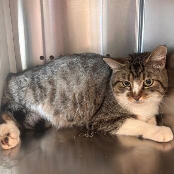 Domestic Short Hair Cats Available for Adoption in Norman, Oklahoma - Omari | PetCurious