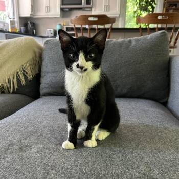 Watson -  Domestic Short Hair Cat for Adoption in Cambridge, Ontario - Watson | PetCurious