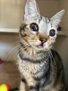 Tinker Bell -  Domestic Short Hair Cat Available for Adoption in Los Angeles, California - Tinker Bell | PetCurious