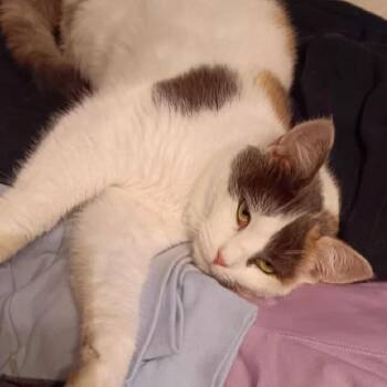 Domestic Short Hair Cats Available for Adoption - Roo | PetCurious