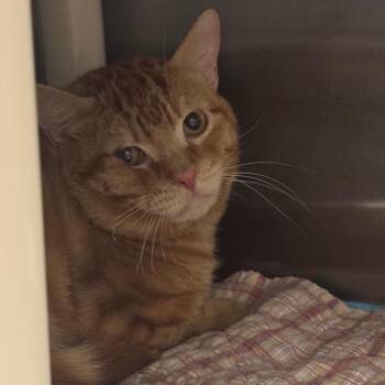 Vesper -  Domestic Short Hair Cat for Adoption in Salt Lake City, Utah - Vesper | PetCurious