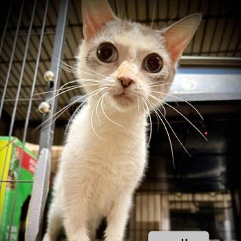 Rescue Domestic Short Hair Cats for Adoption in Tulsa, Oklahoma - Sally | PetCurious