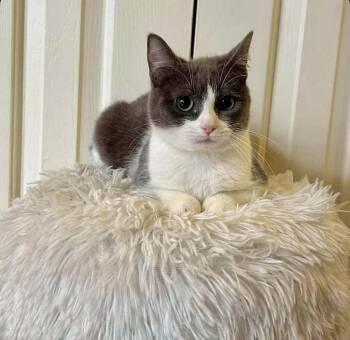 Franny -  Domestic Short Hair Cat for Adoption in Raleigh, North Carolina - Franny | PetCurious