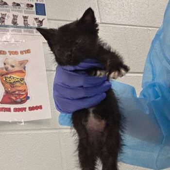 Cynder -  Domestic Medium Hair Cat for Adoption in Chattanooga, Tennessee - Cynder | PetCurious