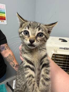 Butter Pecan -  Domestic Short Hair Cat for Adoption in Bloomington, Indiana - Butter Pecan | PetCurious