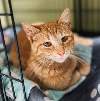 Rescue Domestic Short Hair Cats for Adoption in Auburn, Indiana - Enchiladas | PetCurious