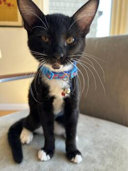 Cakester -  Tuxedo and Domestic Short Hair Cat for Adoption in Walnut Creek, California - Cakester | PetCurious