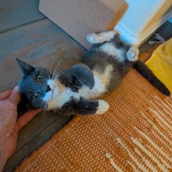 Lasagna -  Domestic Short Hair Cat for Adoption in Durango, Colorado - Lasagna | PetCurious