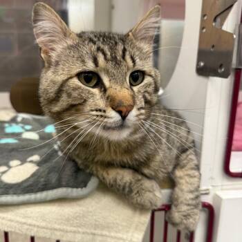 Rawhide -  Domestic Short Hair Cat for Adoption in Cheyenne, Wyoming - Rawhide | PetCurious
