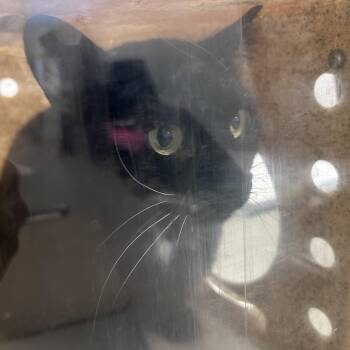 Domestic Short Hair Cats Available for Adoption in Philadelphia, Pennsylvania - Ivy | PetCurious