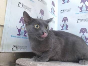 Domestic Short Hair Cats Available for Adoption in Orlando, Florida - JASPURR | PetCurious
