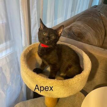 Domestic Short Hair Cats Available for Adoption in Carmel, Indiana - Apex | PetCurious