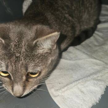 Domestic Short Hair Cats Available for Adoption in Hedgesville, West Virginia - Maude (FH 21) | PetCurious
