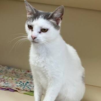 Sophie -  Domestic Short Hair Cat for Adoption in La Grange, Kentucky - Sophie | PetCurious