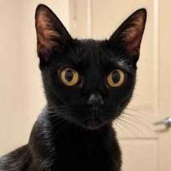 Luna -  Bombay Cat for Adoption in Liverpool, Texas - Luna | PetCurious