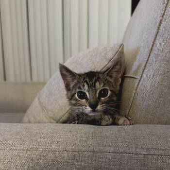 Peanut -  Domestic Short Hair Cat for Adoption in Fort Worth, Texas - Peanut | PetCurious