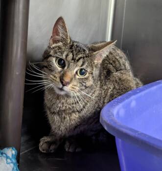Delaware -  Domestic Short Hair Cat Available for Adoption in La Porte, Indiana - Delaware | PetCurious