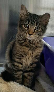 Bobcat -  Maine Coon and Domestic Medium Hair Cat for Adoption in Georgetown, Ohio - Bobcat | PetCurious