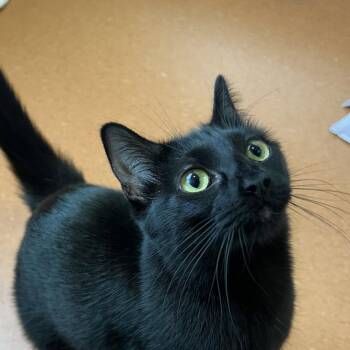 Domestic Short Hair Cats Available for Adoption in Burlingame, California - Mossimo | PetCurious