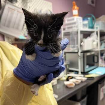 Weasel -  Domestic Short Hair Cat for Adoption in Salt Lake City, Utah - Weasel | PetCurious
