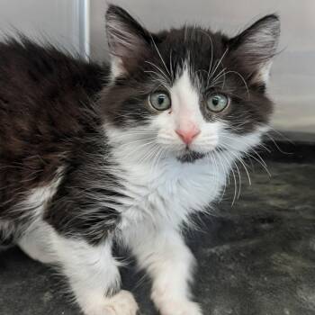 Wendy -  Domestic Short Hair Cat for Adoption in Medford, Oregon - Wendy | PetCurious