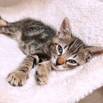 Rescue Domestic Short Hair Cats for Adoption in Ewa Beach, Hawaii - Peppers | PetCurious