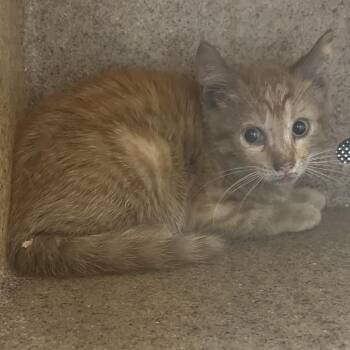Chipper -  Domestic Short Hair Cat for Adoption in Philadelphia, Pennsylvania - Chipper | PetCurious