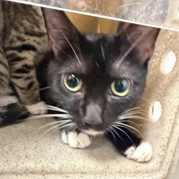 Miss Cookie -  Domestic Short Hair Cat for Adoption in Philadelphia, Pennsylvania - Miss Cookie | PetCurious