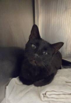 RONI -  Domestic Short Hair Cat for Adoption in Hagerstown, Maryland - RONI | PetCurious