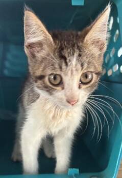 Zelda -  Domestic Short Hair Cat for Adoption in West Memphis, Arkansas - Zelda | PetCurious