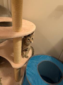 Sterling-Must be adopted with Mist -  Domestic Short Hair Cat for Adoption in Toronto, Ontario - Sterling-Must Be Adopted With Mist | PetCurious
