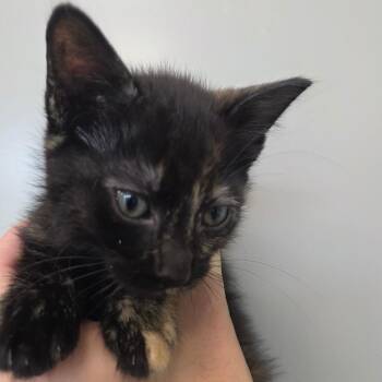 Trixie -  Domestic Short Hair Cat for Adoption in Sand Springs, Oklahoma - Trixie | PetCurious