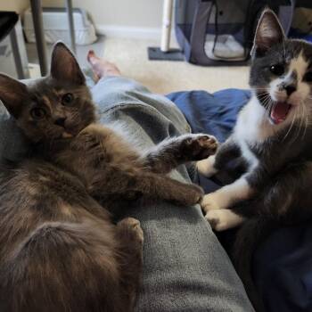 Ella Fitzgerald C70995 -  Domestic Medium Hair Cat for Adoption in Minnetonka, Minnesota - Ella Fitzgerald C70995 | PetCurious