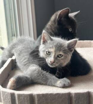 Domestic Short Hair Cats Available for Adoption in Fort Worth, Texas - Suzie | PetCurious