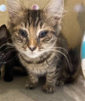 CELESTE -  Domestic Short Hair Cat for Adoption in Tallahassee, Florida - CELESTE | PetCurious