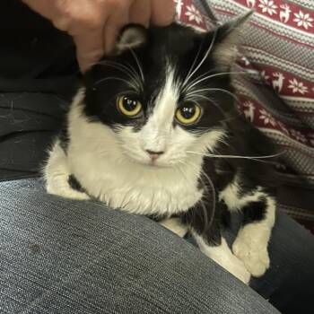 Domestic Long Hair Cats Available for Adoption in Hemet, California - Denver | PetCurious