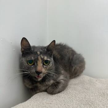 Rescue Domestic Short Hair Cats for Adoption in Goleta, California - Cherry | PetCurious