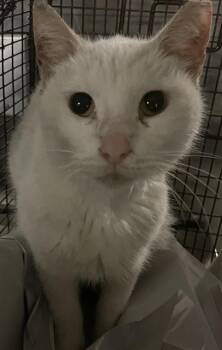Rescue Domestic Short Hair Cats for Adoption in Doral, Florida - GHOST | PetCurious
